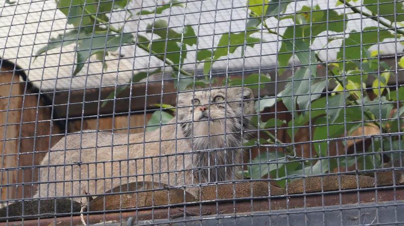 レニングラード動物園のナミカの写真