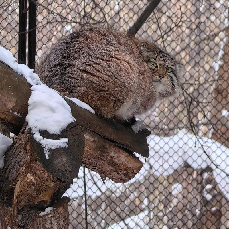 ノヴォシビルスク動物園のエルフの写真