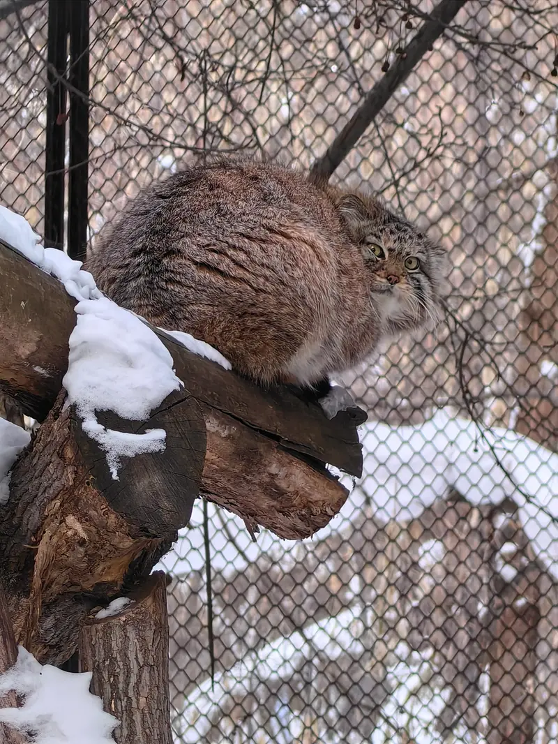 ノヴォシビルスク動物園のエルフの写真
