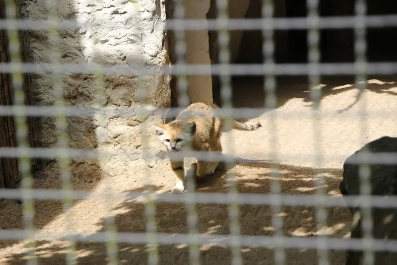 ノイヴィート動物園のマヌルネコの写真