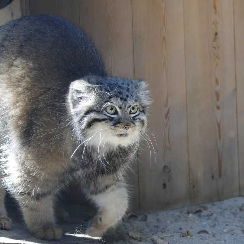 ノヴォシビルスク動物園のアーニャの写真