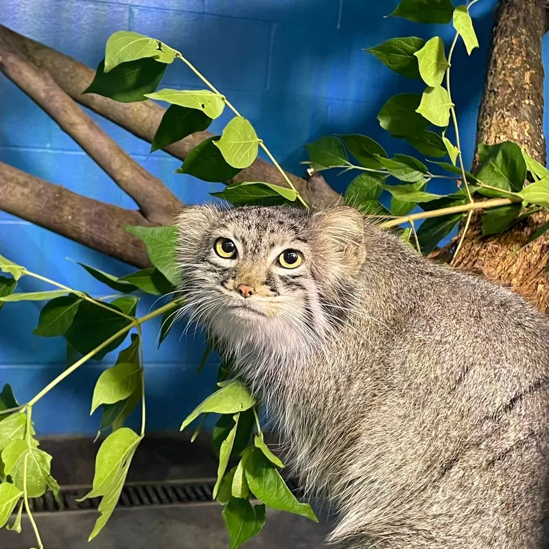 ニアビ動物園のイーヴィーの写真