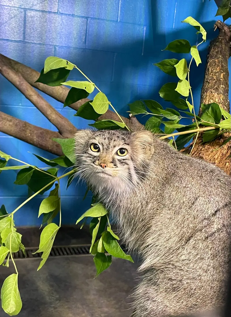 ニアビ動物園のイーヴィーの写真