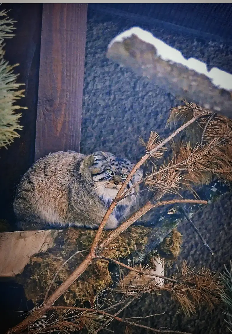マヌルネコの写真
