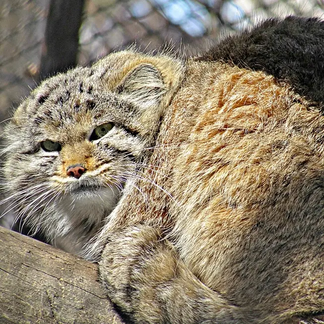 ノヴォシビルスク動物園のマヌルネコの写真
