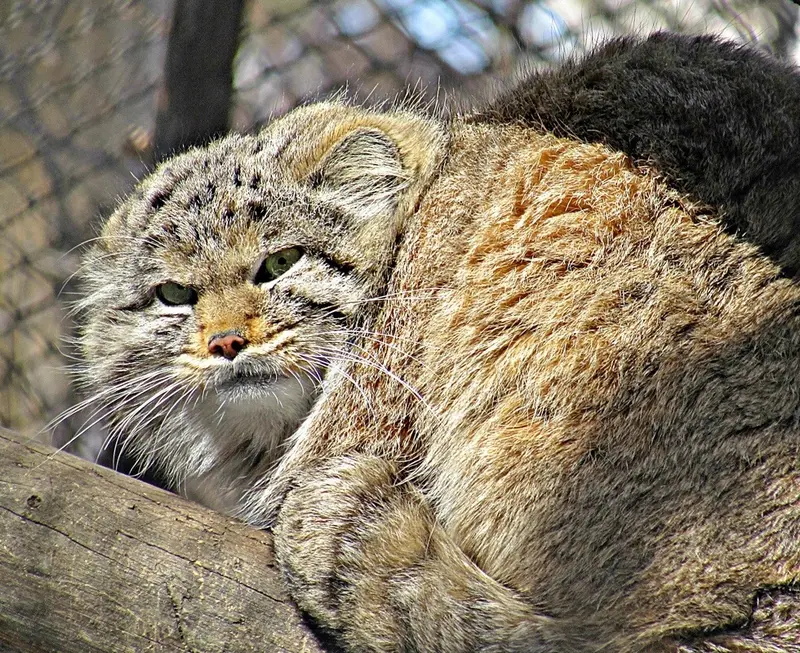 ノヴォシビルスク動物園のマヌルネコの写真