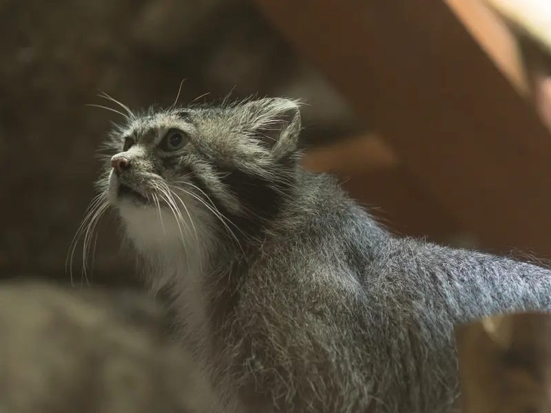 恩賜上野動物園のクリョンの写真