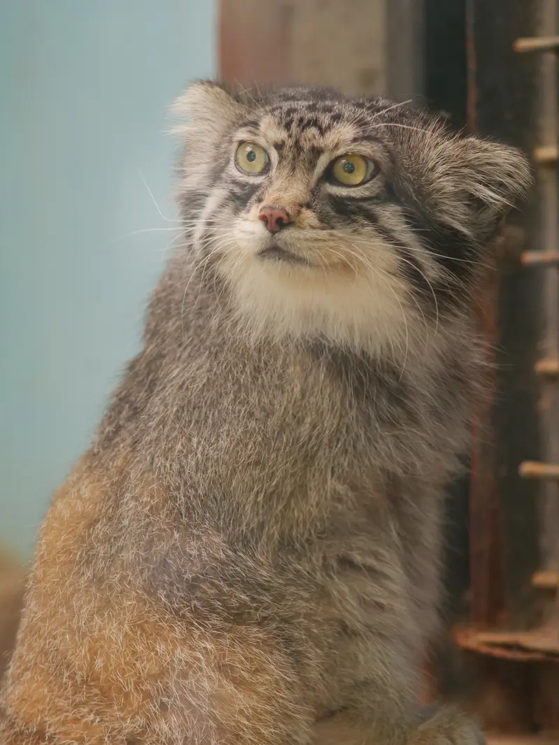 神戸市立王子動物園のイーリスの写真
