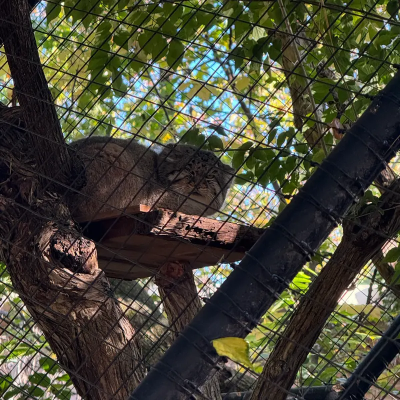シンシナティ動物園のムーシューの写真