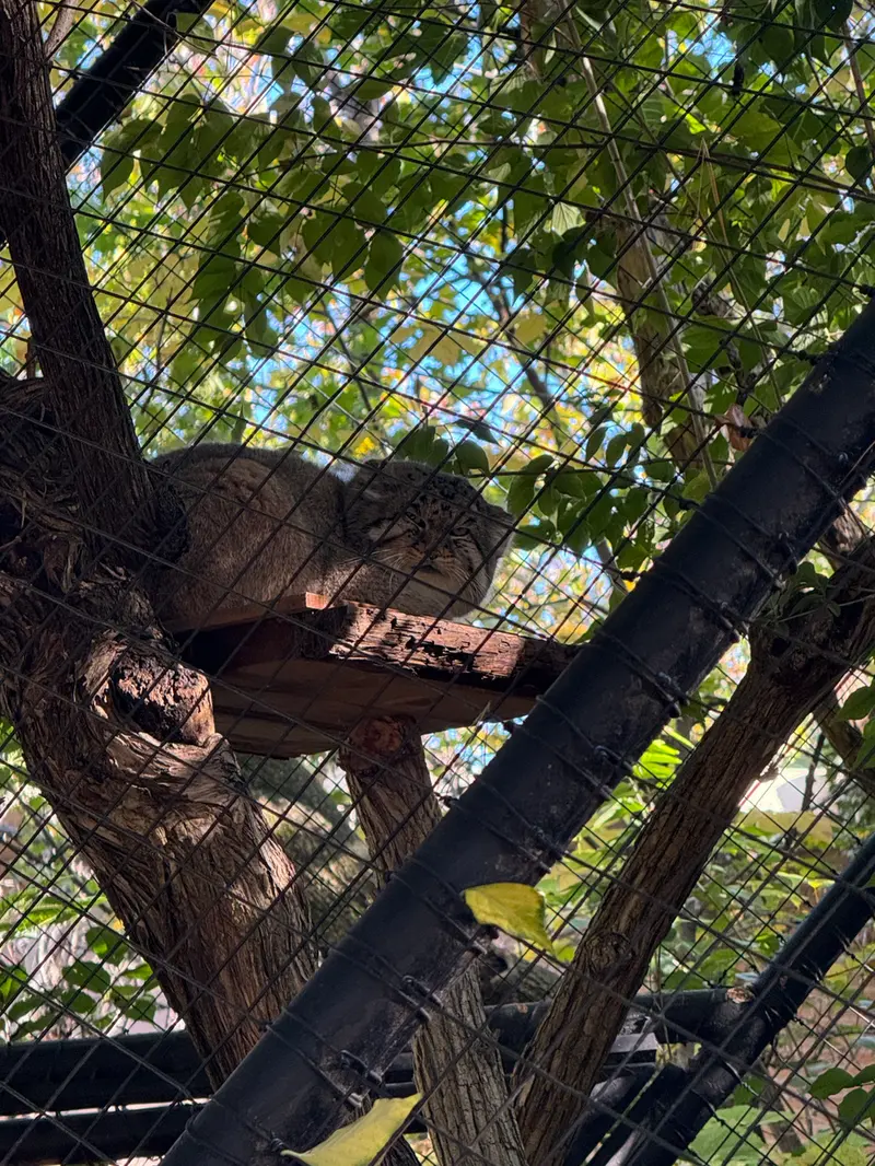 シンシナティ動物園のムーシューの写真