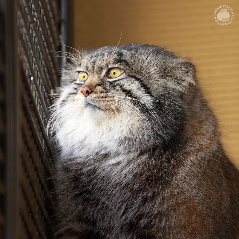 旭山動物園のグルーシャの写真