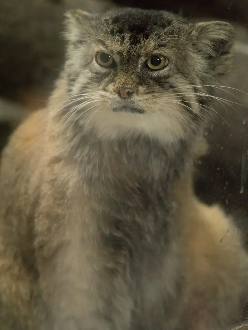 恩賜上野動物園のプリームラの写真