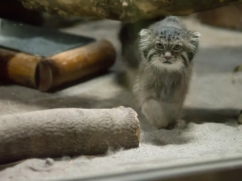 恩賜上野動物園のクリョンの写真