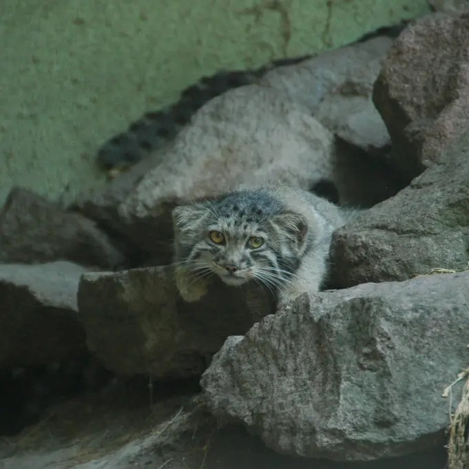 ブダペスト動物園＆植物園のボリス Ⅱの写真