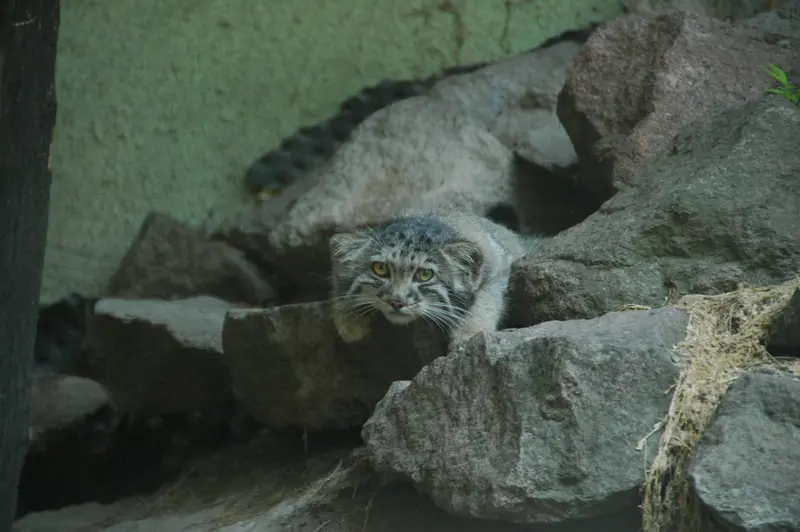 ブダペスト動物園＆植物園のボリス Ⅱの写真