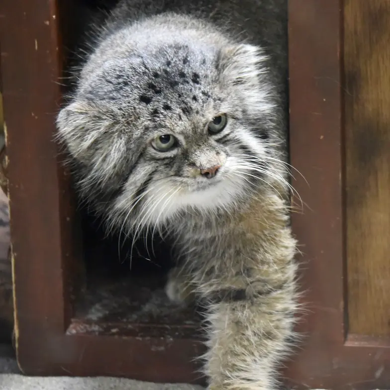 恩賜上野動物園のクリョンの写真