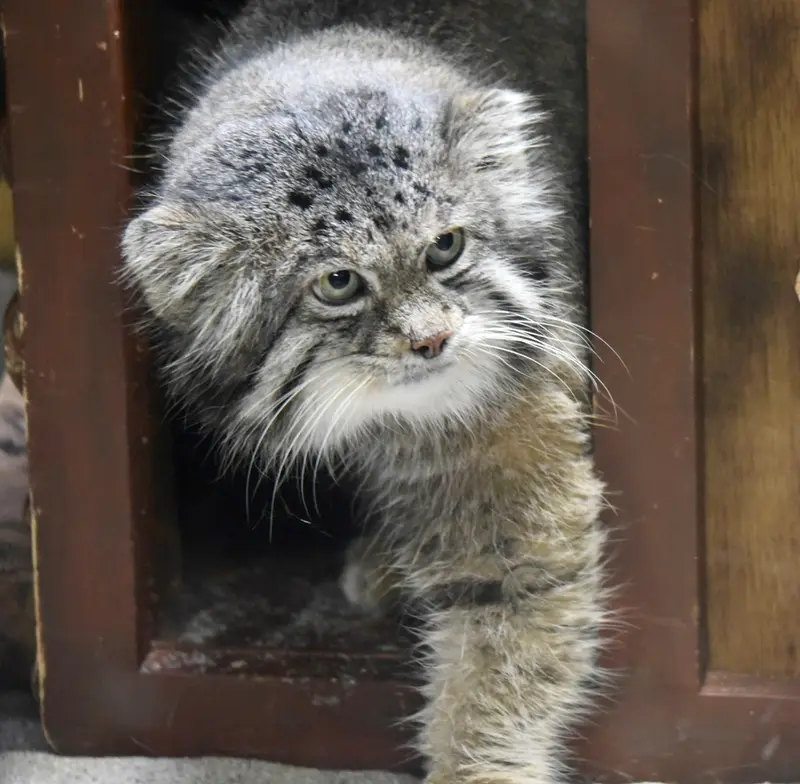 恩賜上野動物園のクリョンの写真
