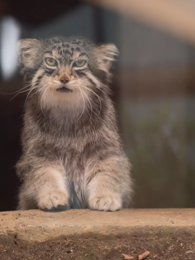 神戸市立王子動物園のイーリスの写真