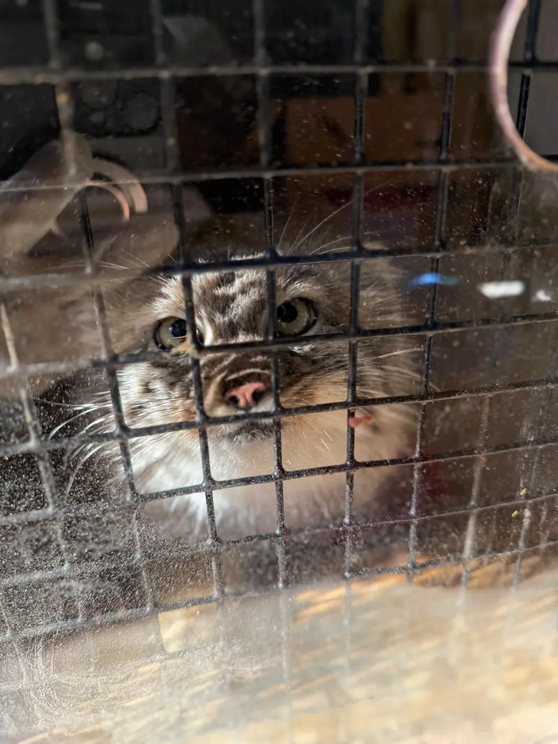 エルムウッド・パーク動物園のカスパーの写真