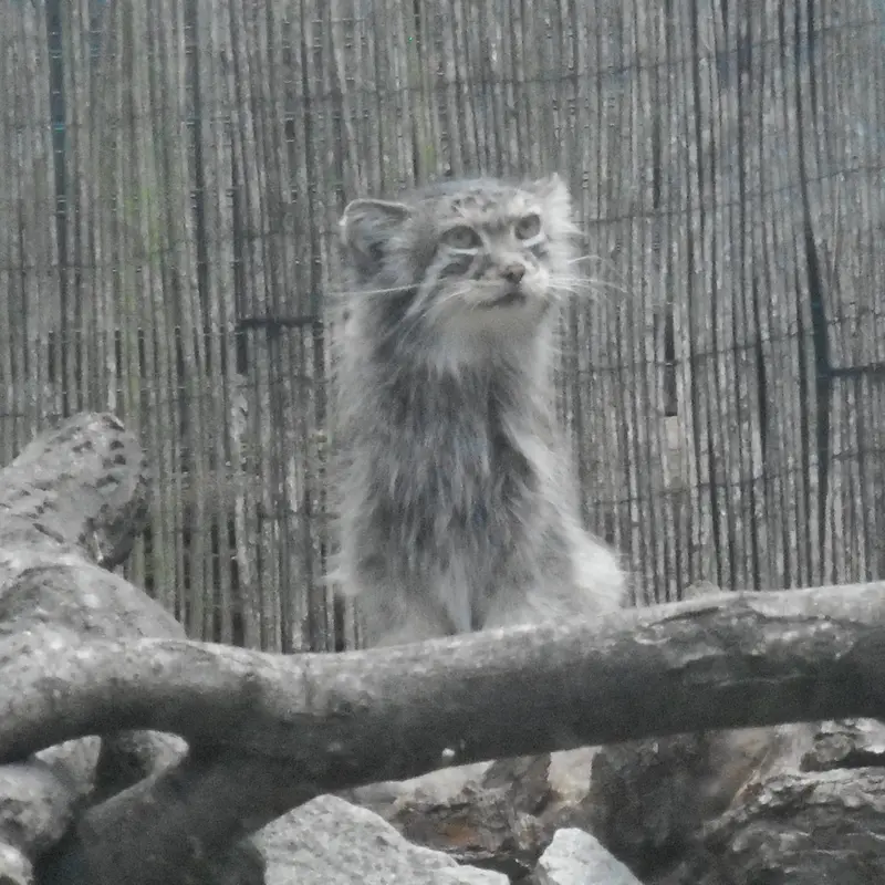 マヌルネコの写真