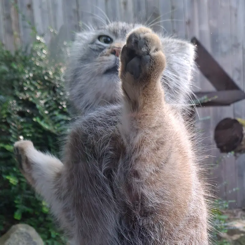 トレゴムール動物園のアルタイの写真