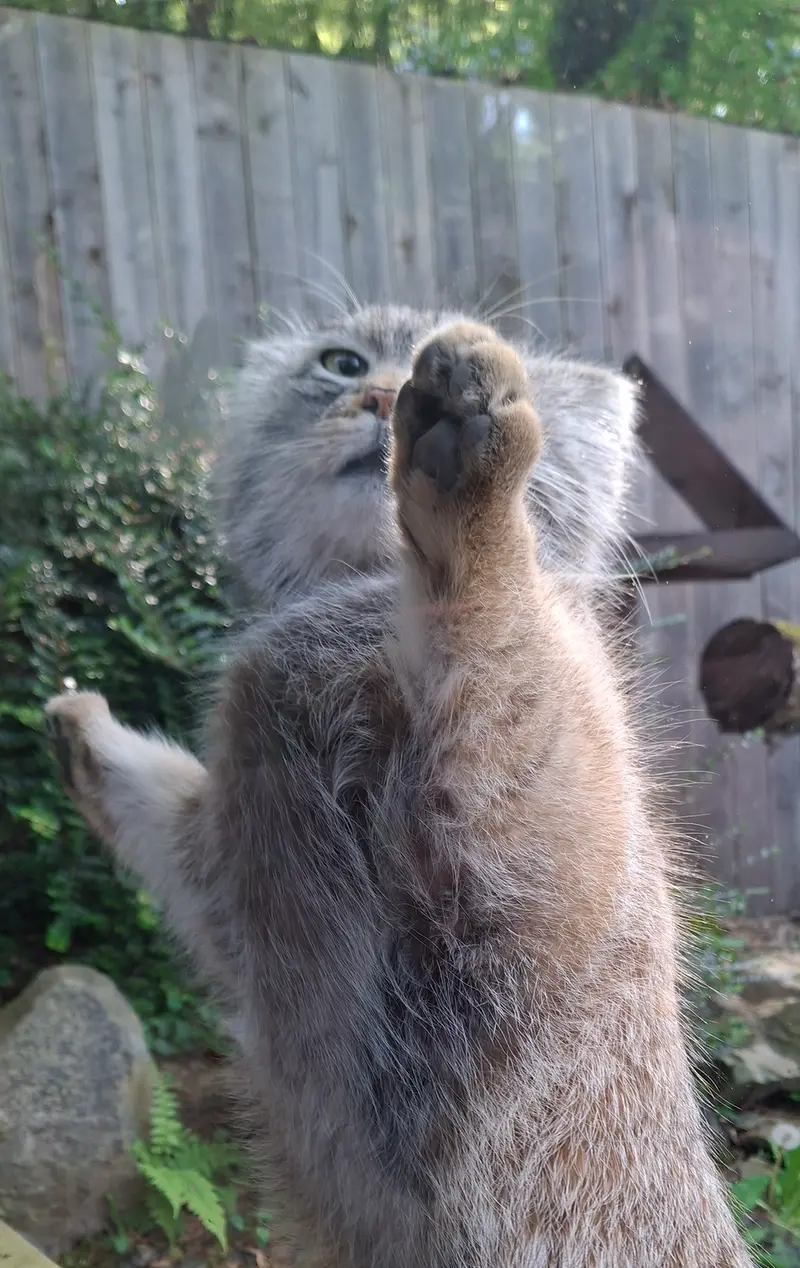 トレゴムール動物園のアルタイの写真