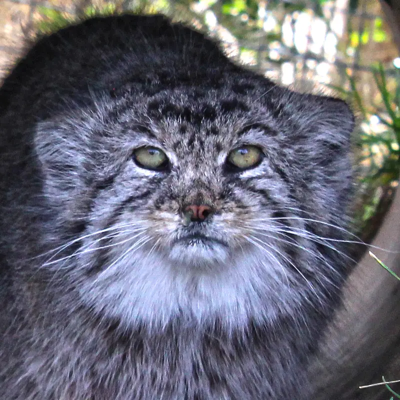 タンガニーカ野生動物公園のマヌルネコのティム