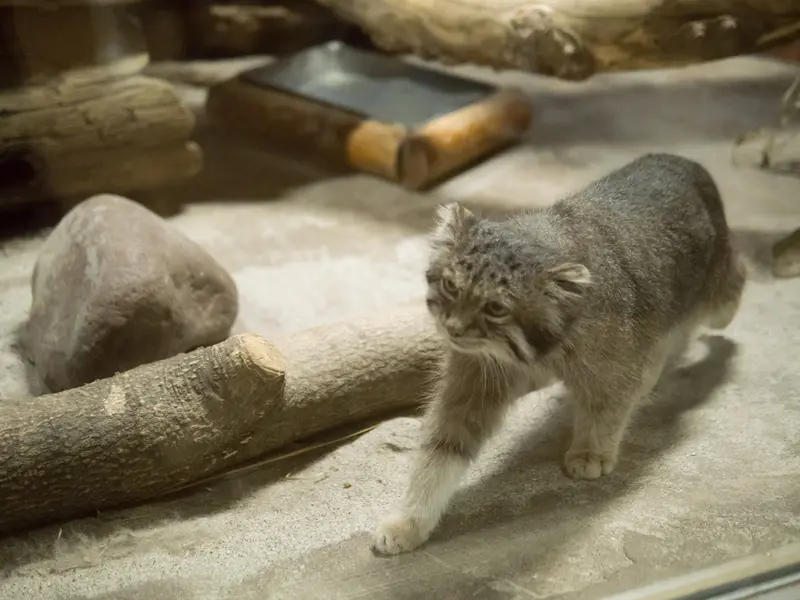 恩賜上野動物園のクリョンの写真