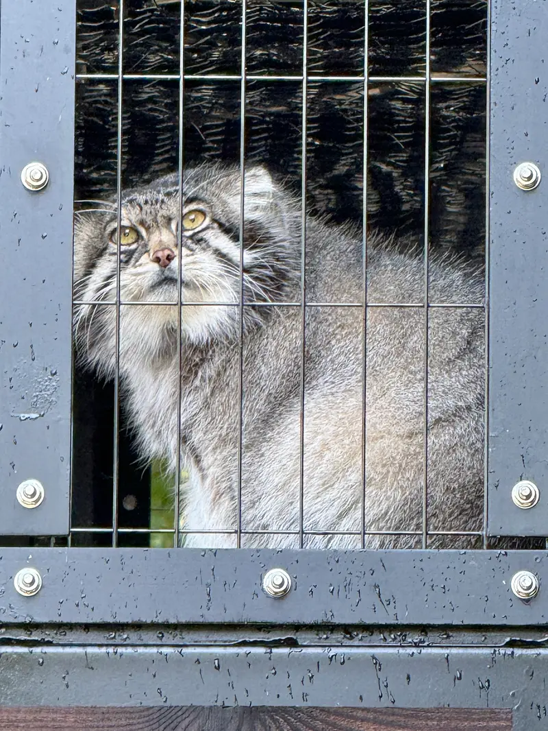 旭山動物園のグルーシャの写真