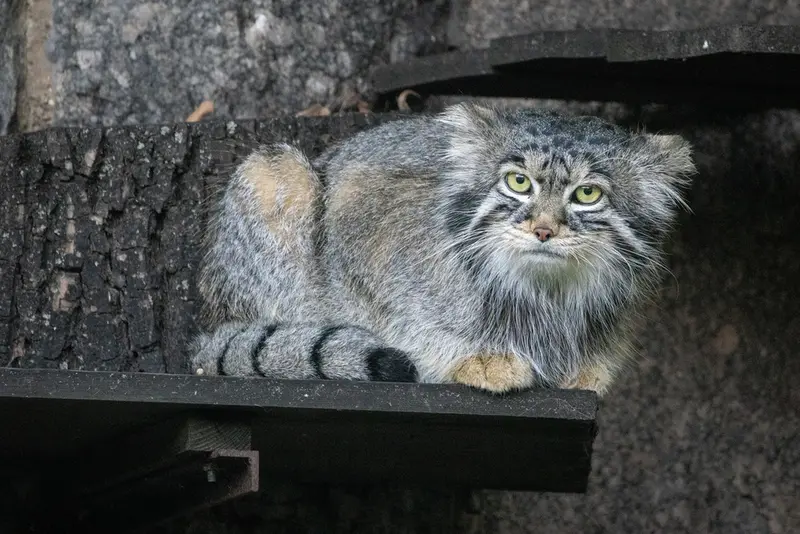 モスクワ動物園のティモフェイの写真