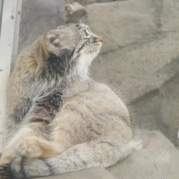 神戸どうぶつ王国のマヌルネコの写真