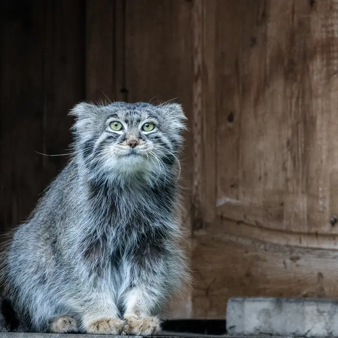 モスクワ動物園のティモフェイの写真