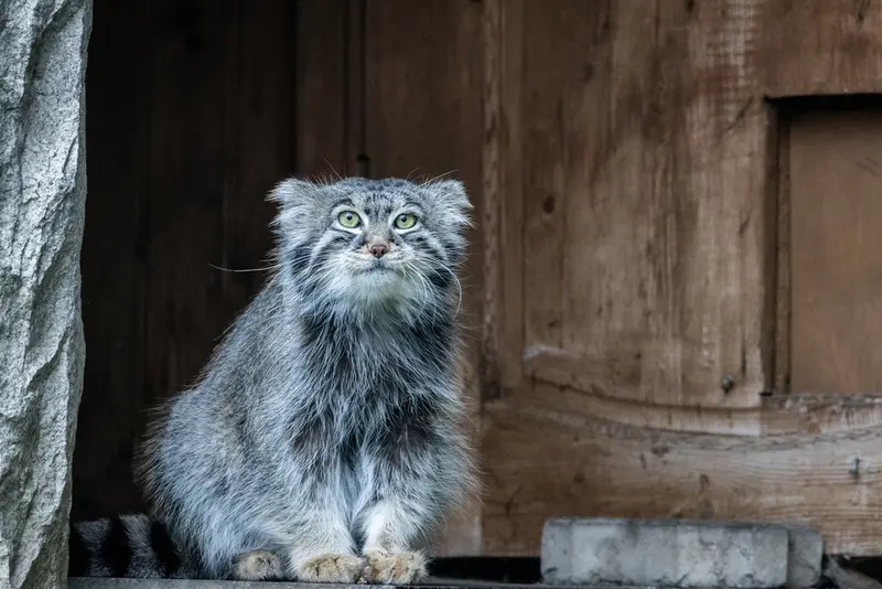 モスクワ動物園のティモフェイの写真