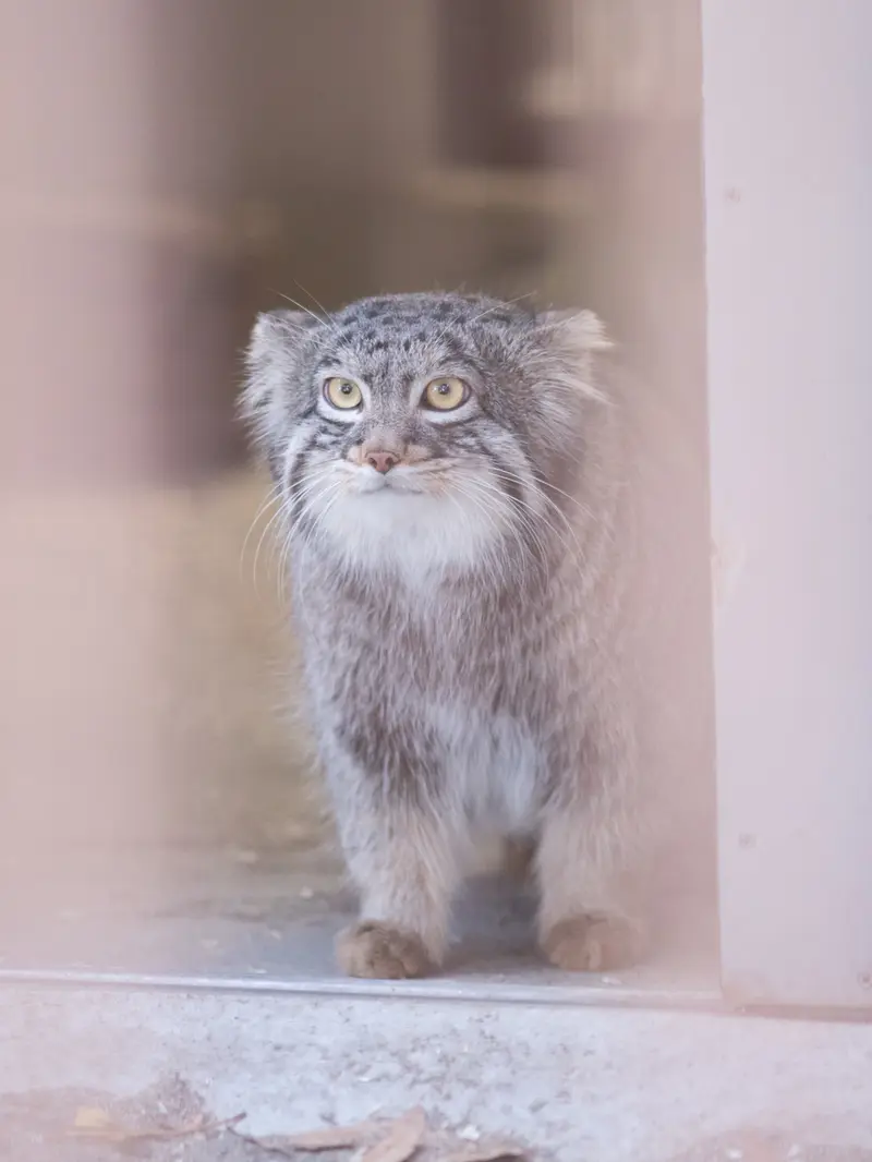 野毛山動物園のフィーガの写真