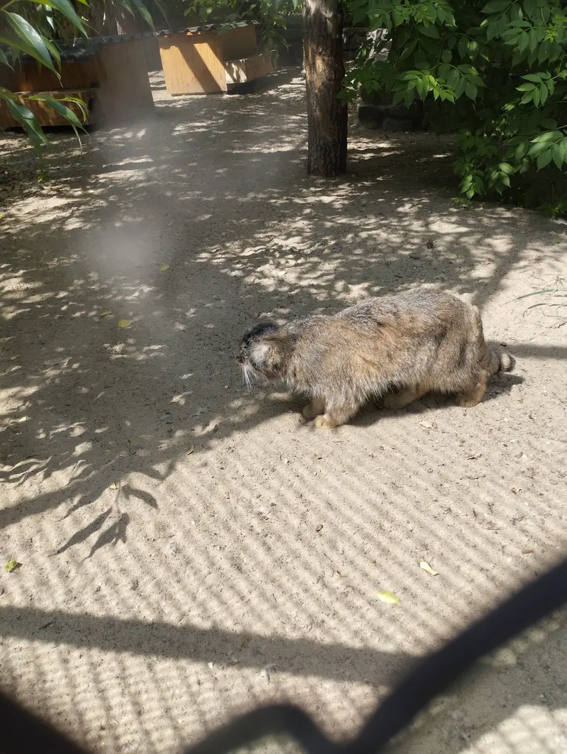 ノヴォシビルスク動物園のマヌルネコの写真