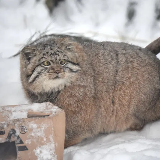 ノヴォシビルスク動物園のコソグラジクの写真
