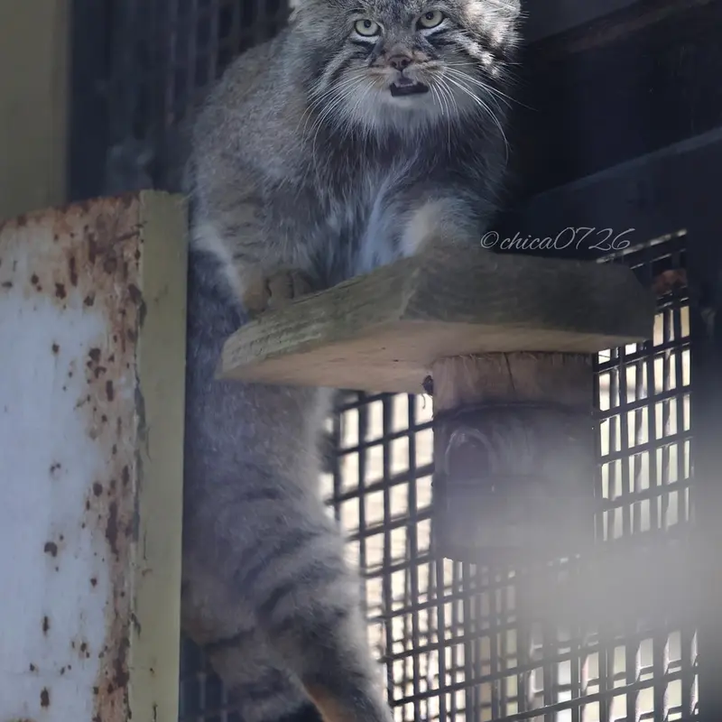旭山動物園のヒデの写真