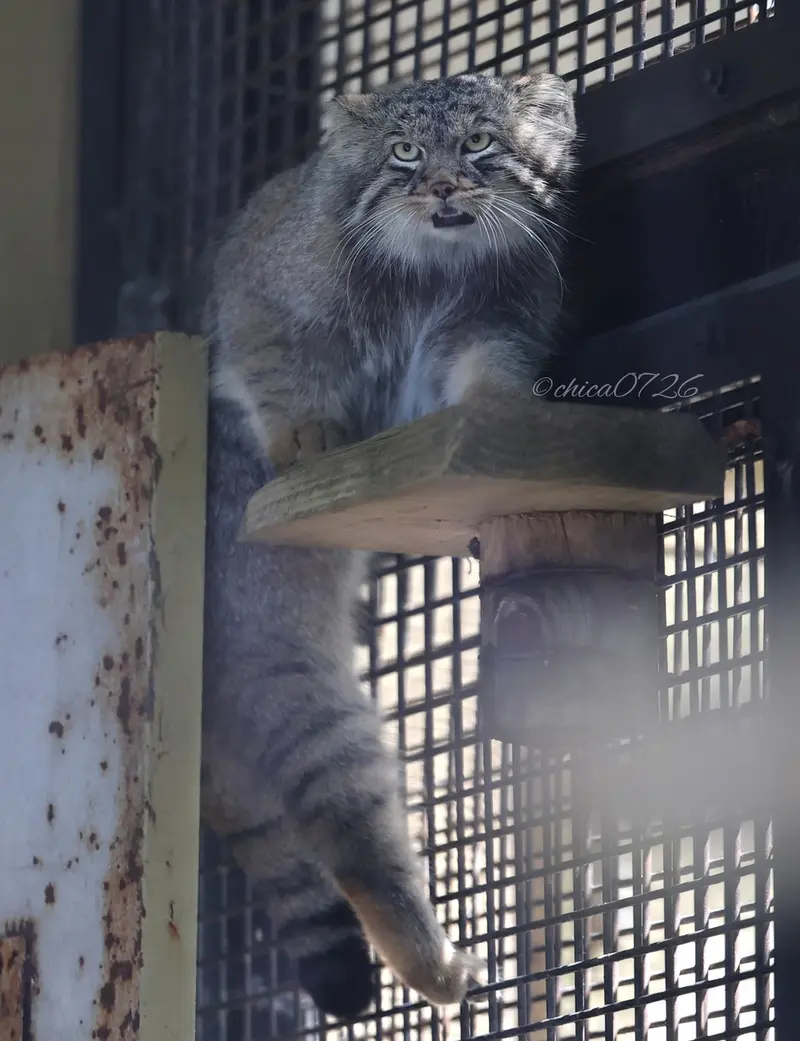 旭山動物園のヒデの写真