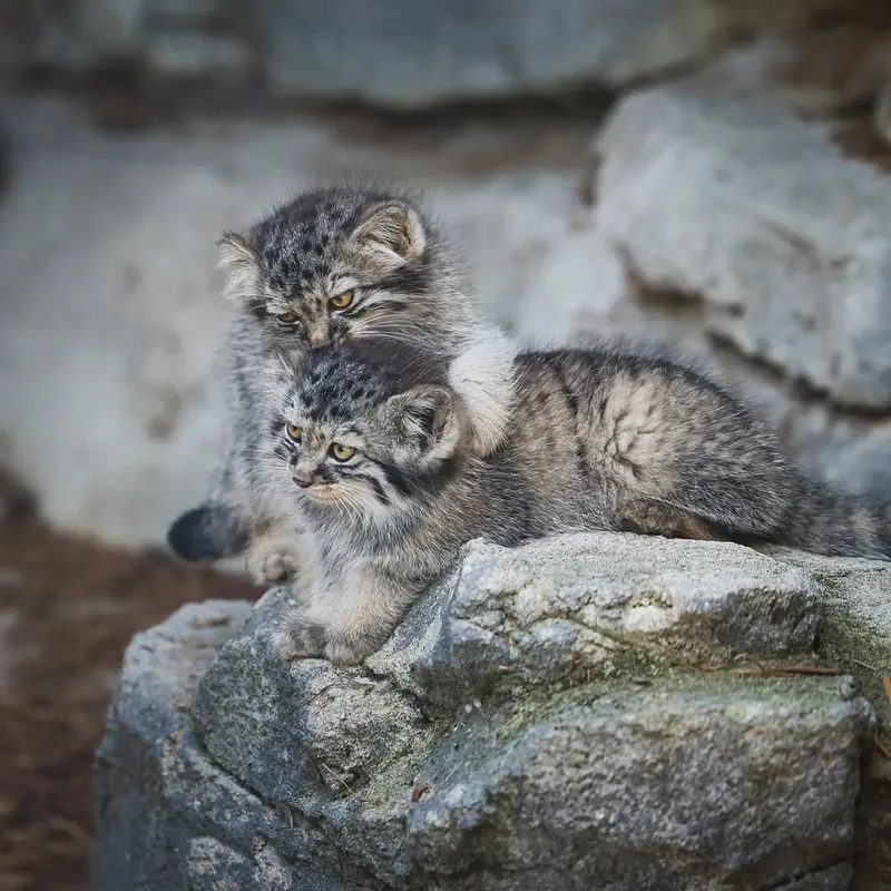コロンバス動物園・水族館のグースとミーラの写真
