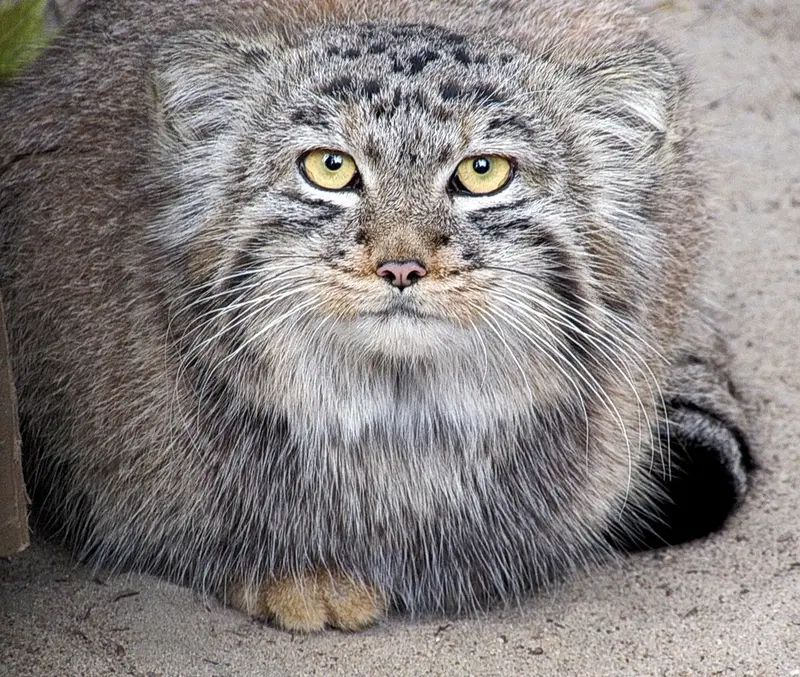 ノヴォシビルスク動物園のマヌルネコの写真
