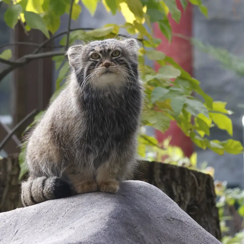 モスクワ動物園のティモフェイの写真