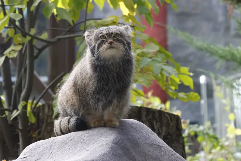 モスクワ動物園のティモフェイの写真
