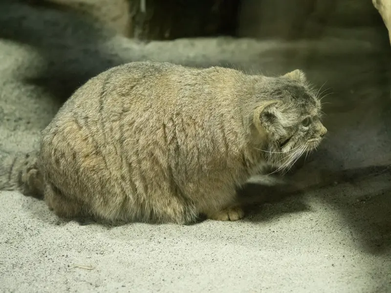 マヌルネコの写真