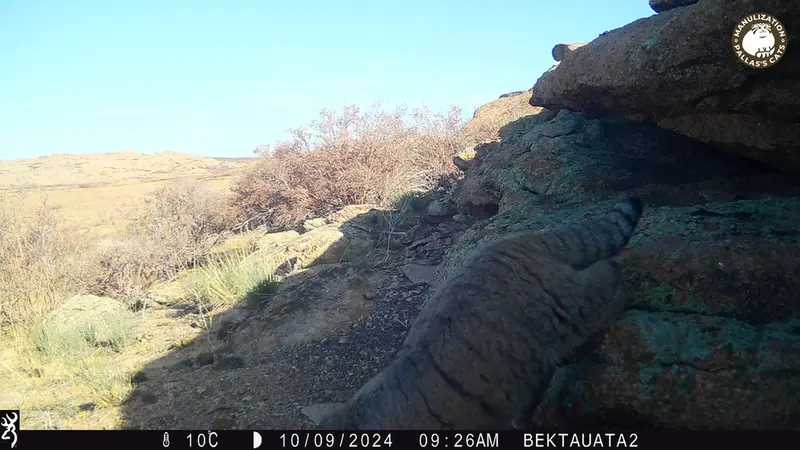 ベクタウアタ 2カメラトラップで撮影したOtocolobus manul manulの写真