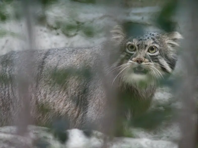 野毛山動物園のフィーガの写真