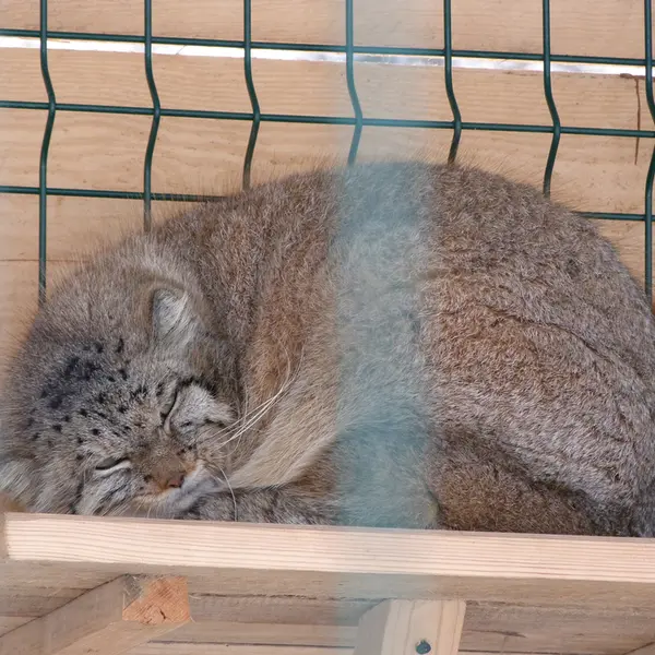 バルナウル動物園「レースナヤ・スカースカ」のペペの写真