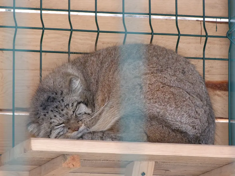 バルナウル動物園「レースナヤ・スカースカ」のペペの写真