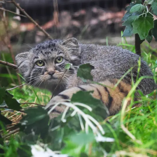 グダニスク動物園のザヤの写真