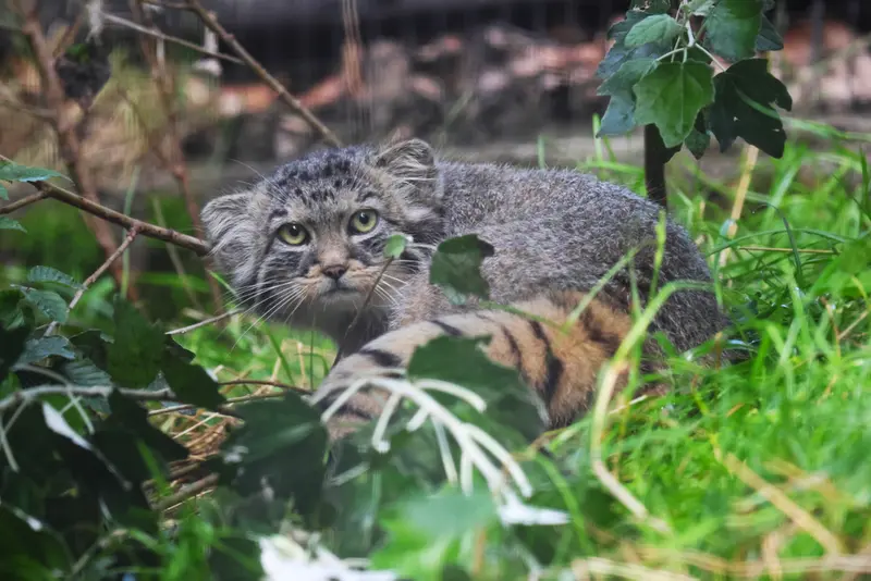 グダニスク動物園のザヤの写真