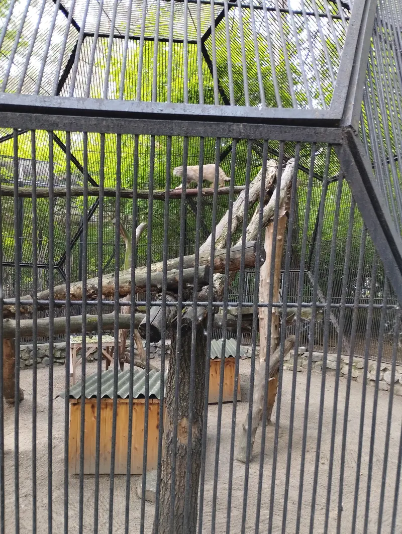 ノヴォシビルスク動物園のマヌルネコの写真